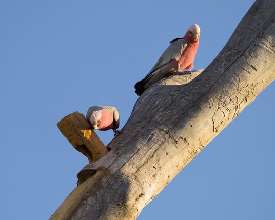 Pair of Galahs (Parrots) checking out the improved second large hollow in our habitat tree.