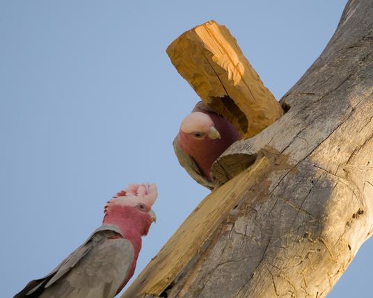 Pair of Galahs (Parrots) checking out the improved second large hollow in our habitat tree.