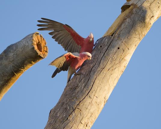 Pair of Galahs (Parrots) checking out the improved second large hollow in our habitat tree.