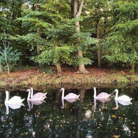Six swans swimming an a canal with woodland in the background.