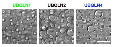 Brightfield microscopy shows 200 µM solutions of the three proteins in buffer containing 20 mM NaPhosphate, 200 mM NaCl, 0.5 mM TCEP, and EDTA (pH 6.8) after incubation at 30 °C for 5 minutes. Imaging was done at the coverslip. Scale bar, 10 µm