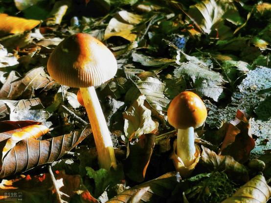 DE: Querformat, Nahaufnahme, 2 kleine Pilze im herbstlichen Sonnenlicht umgeben von Buchen- und Eichenlaub. Die Pilze haben helle Stiele, ihr helmförmiger Hut ist zu gut einem Drittel des Hutrandes stark gerieft.
EN: Landscape format, close-up, 2 small mushrooms in autumn sunlight surrounded by beech and oak leaves. The mushrooms have pale stems, their helmet-shaped cap is heavily grooved to a good third of the cap rim.