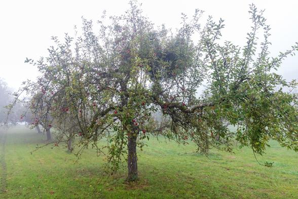 An apple tree with some remaining red apples in fog