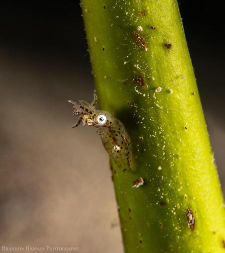 Ryukyuan Pygmy Squid (Idiosepius kijimuna) attached to a blade of seagrass, photographed in the wild.