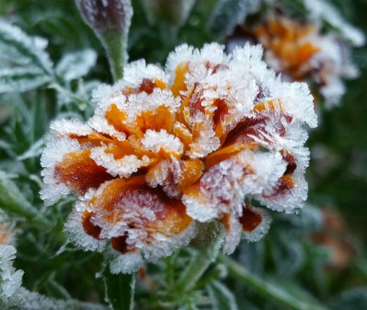 a marigold with frosted petal tips