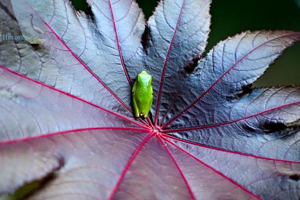 An outdoor, daytime photograph of a small, green frog with tiny yellow spots on its back. It is at the base of a wide, purple leaf, with more purple leaves obscuring it.