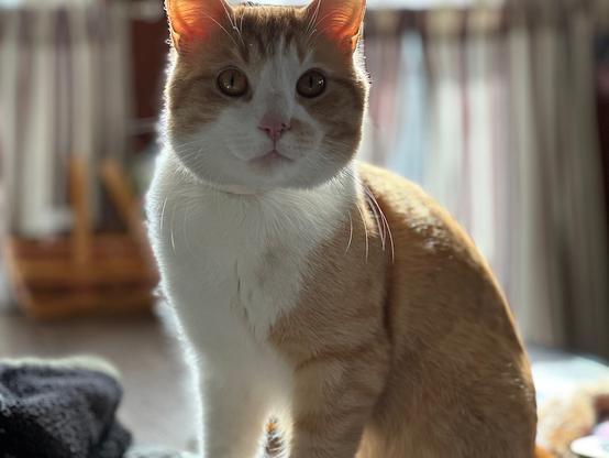 Picture of an adorable looking but mischievous orange and white cat. Notably lacking from this photo are his brain cells.
He cute tho