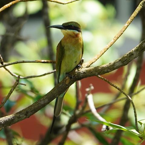 blue tailed bee eater on a branch