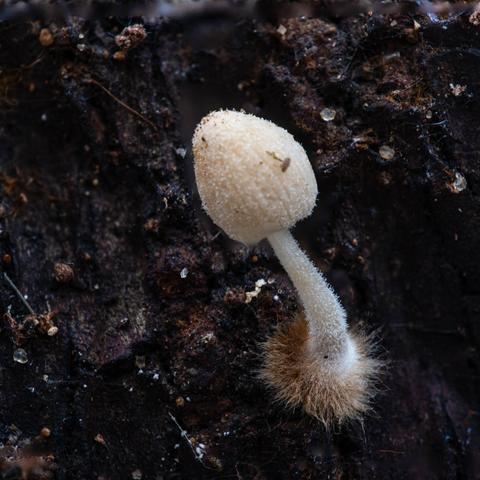 tiny fungus