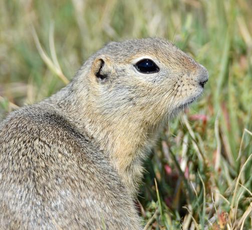 A gopher