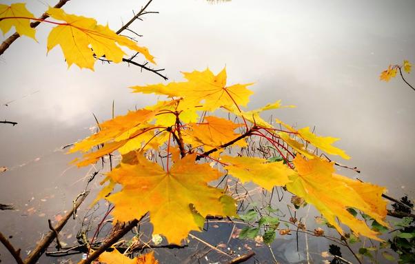 Some twigs with golden yellow and orange maple leaves that hang over a grey foggy lake. 

Einige golden-gelb- orangefarbene Ahornblätter, die an einem zarten Ast über dem Wasser eines nebligen grauen Sees hängen.