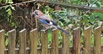 jay sitting on fence,
side view