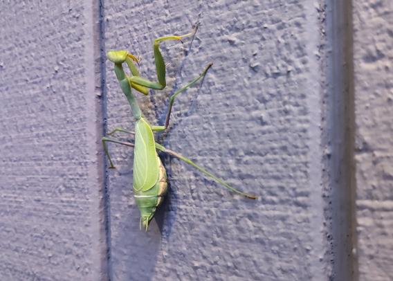 Photo of a praying mantis with spiny, spindly legs; spindly neck; tiny triangular head; and a large, tear-shaped abdomen. It is clinging to painted wood siding.