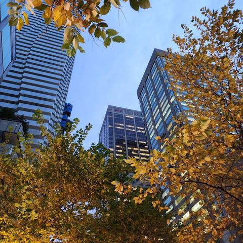 High rise office towers with the sky beyond and autumn trees in the foreground