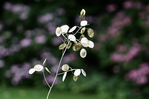 This photo shows a garden plant called Silver Dollar or Honesty.
Visible is a branch with about 20 Silver Dollars.
Depending on the light they actually do look silver and one can see the seeds inside.
The background is a hedge totally out of focus with red flowers and dark foliage.
