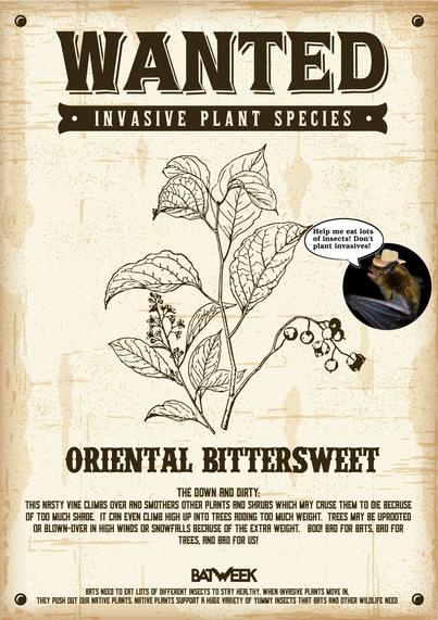 A wanted poster of an invasive plant species. A little brown myotis wearing a cowboy hat says: Help me eat lots of insects! Don't plant invasives! 

Caption: WANTED INVASIVE PLANT SPECIES

ORIENTAL BITTERSWEET 

THE DOWN AND DIRTY: THIS NASTY VINE CLIMBS OVER AND SMOTHERS OTHER PLANTS AND SHRUBS WHICH MAY CAUSE THEM TO DIE BECAUSE OF TOO MUCH SHADE. IT CAN EVEN CLIMB HIGH UP INTO TREES ADDING TOO MUCH WEIGHT. TREES MAY BE UPROOTED OR BLOWN-OVER IN HIGH WINDS OR SNOWFALLS BECAUSE OF THE EXTRA WEIGHT. BOO! BAD FOR BATS, BAD FOR TREES, AND BAD FOR US! 

BATS NEED TO EAT LOTS OF DIFFERENT INSECTS TO STAY HEALTHY. WHEN INVASIVE PLANTS MOVE IN, THEY PUSH OUT OUR NATIVE PLANTS. NATIVE PLANTS SUPPORT A HUGE VARIETY OF YUMMY INSECTS THAT BATS AND OTHER WILDLIFE NEED.