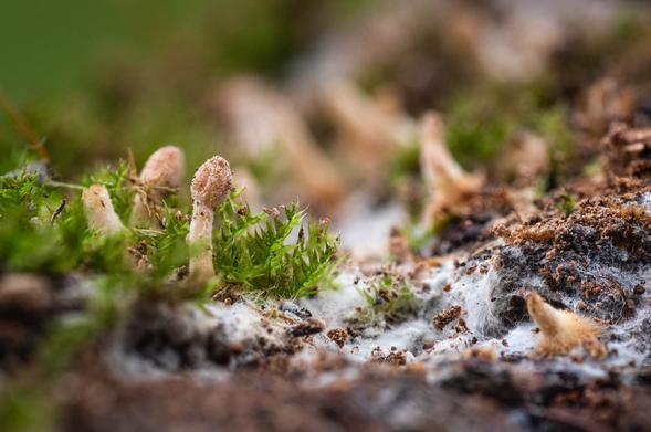 micro-fungi