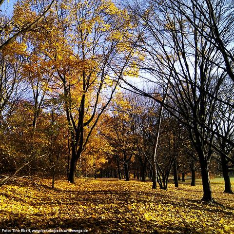 Bunte Bäume im Herbst