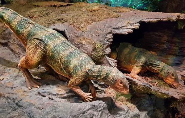 Model of the ornithopod dinosaur Qantassaurus intrepidus, a distant relative of Ampelognathus coheni.