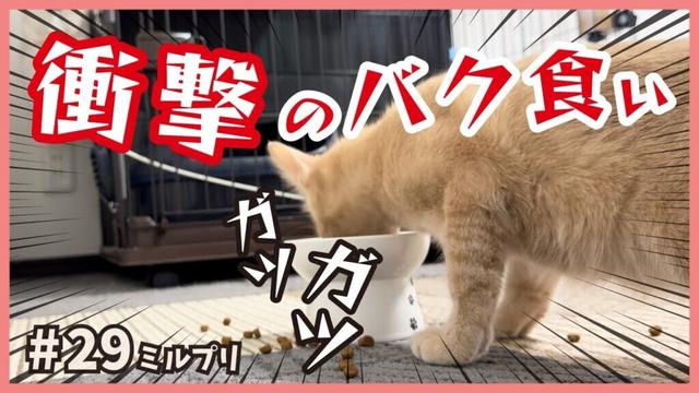 【ガツガツ子猫】ご飯が好き過ぎて顔を突っ込む保護猫の激しい姿…【アイドル猫・ミルプリ29】/ cute kittens are idols