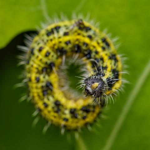 A green and yellow caterpillar with tiny hairs is curled up on a bright green leaf. It stretches itself towards the lens.