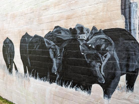 Mural of black cattle on the paddock