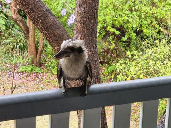 A bedraggled kookaburra sitting on the verandah rail.