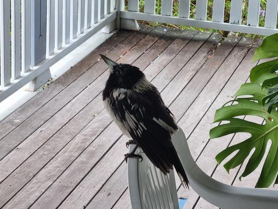 A butcher bird has been caught in the rain and trying to dry out on the verandah.