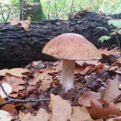 Schöner Steinpilz im Wald