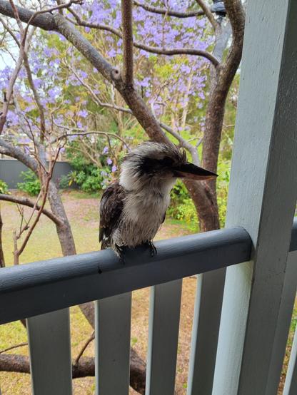 A wet kookaburra trying to get our of the rain.