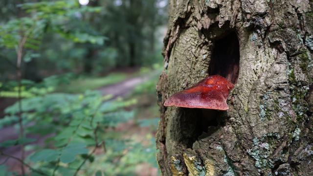 Roter Baumpilz in Astloch