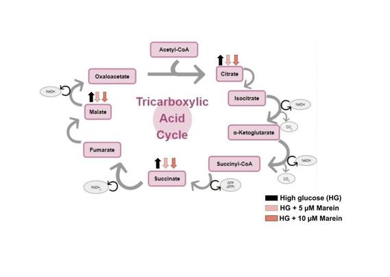 Illustration of the Tricarboxylic acid (TCA) cycle.
