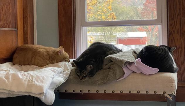 Daddy, Liam and Jukka all laying close together on the window bench