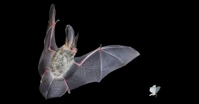 Photo shows a furry bat, caught mid-flap with wings wide, flying behind a small moth.