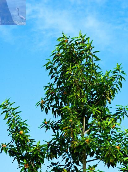 A photograph of a tree against the background of the slightly cloudy sky.
The tree fills the lower two thirds of the image.
There are broad, green leaves all over tree, as well as small, yellow flowers, and what look like pods of grapes but with green, leathery skin.