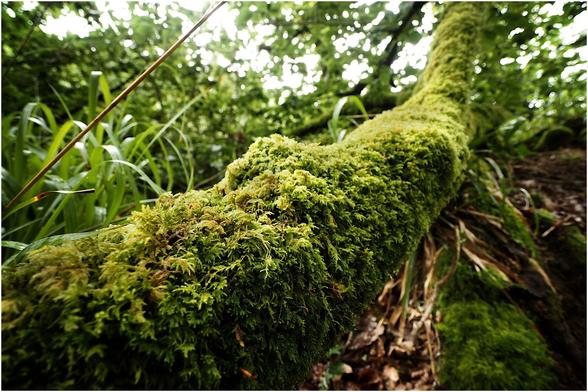 Photo dans laquelle un tronc d'arbre barre en diagonal, du bas gauche vers le haut droit, le cadre de l'image. Le tronc se trouve dans un sous-bois. Il est entièrement recouvert de mousse. La couleur dominante de l'ensemble de l'image est le vert.
---
Photo in which a tree trunk runs diagonally across the frame, from bottom left to top right. The trunk is in an area of forest undergrowth. It is entirely covered with moss. The dominant color of the entire image is green.