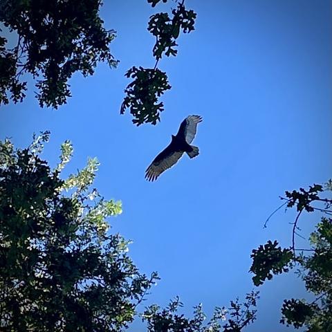 Looking up at blue sky through oak branches, a vulture soars, wings spread.
