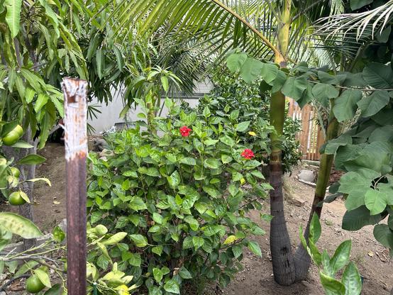 2 red hibiscus flowers on a medium hibiscus bush. Top left has mango tree leaves visible. Just left of to right is a king palm partially visible. To the right leaves from the cherimoya. Near bottom left corner a post painted white at the top. And near bottom right a few satsuma leaves and the king palms’ trunks