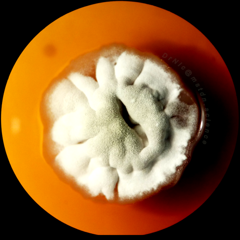 A close up of a circular, velvety-textured colony of Streptomyces bacteria, growing on an agar plate. The sporulating aerial mycelia of the colony forms soft folds and cervices which are grey and white in colour.