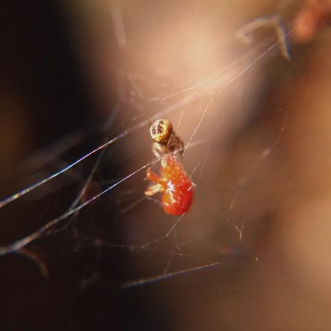 A tiny cobweb spider in its 3D asymmetrical web, feeding on a plump red whirligig mite.