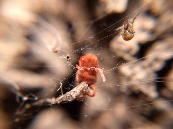 A red velvet mite feeding on a wrapped-up insect in a spider's web. The spider, a fraction of the mite's size—they're a very large mite and a very small spider— is off to the side, front legs spread wide as if it's pointing accusingly at the mite: "Look what he's doing!"