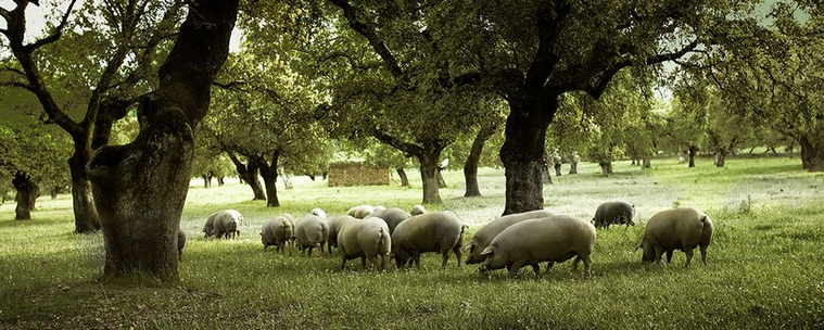 Iberian pigs forage below oak trees in a Spanish dehesa, man-made oak savannahs throughout Spain and Portugal, populated with traditional landraces of livestock on grassland, with holm oak (Quercus ilex) and cork oak (Quercus suber) dotting the landscape. Wild game, and non-meat products like truffles, mushrooms, honey, and cork are valuable yields in this system.