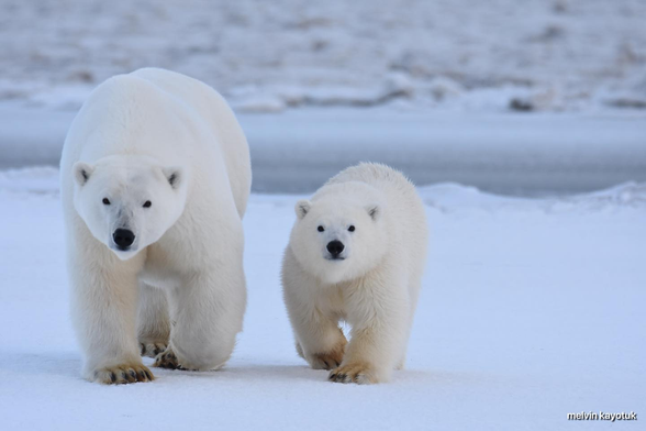 Polar bear mom and cub walking on the snow.