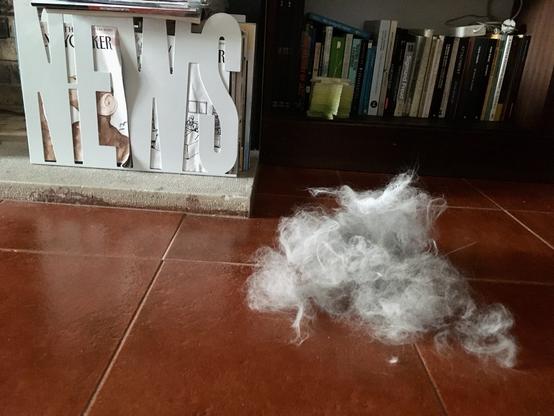 A really big tuff of white cat hair, in the middle of the floor.