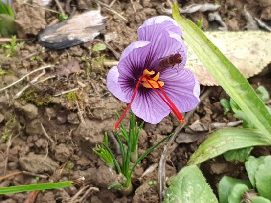 Safran (Crocus sativus) mit einer Fliege in der Blüte