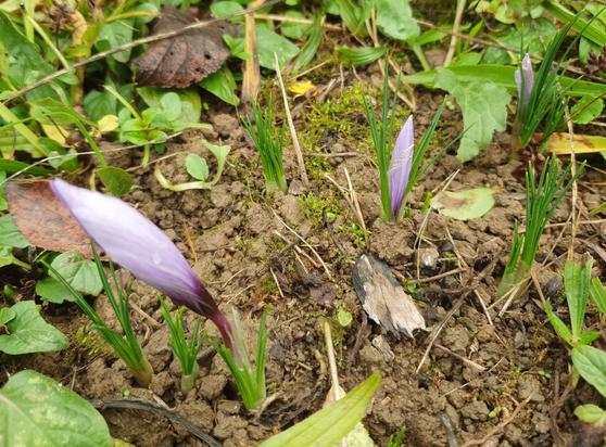 Safran (Crocus sativus) ungeöffneten Blüten und grasähnliches Laub