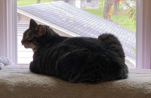 Large tabby Liam sitting alone on the window bench as the sun rises