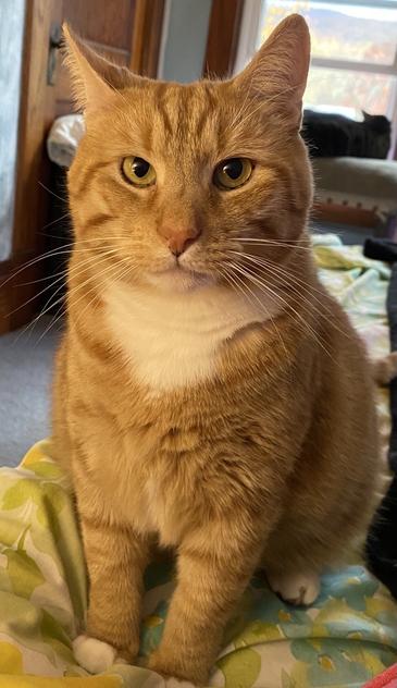 Yellow tabby Daddy cat sitting right next to me, looking attentively because I called his name and he might get kisses