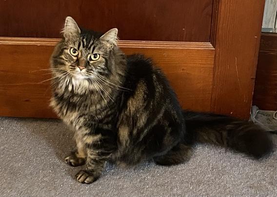 Longhaired tabby Mama cat chirps when I say her name and waits to see if I will pat the bed for her to jump up next to me for loving