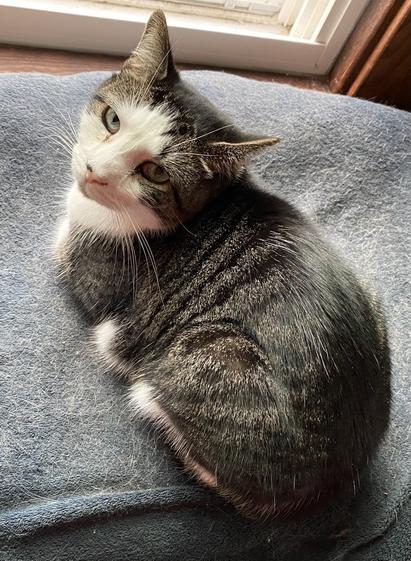Small white and tabby Jukka loafed up on his cat tower enjoying the morning birds. He's looking up at me knowing I am about to kiss or hug him